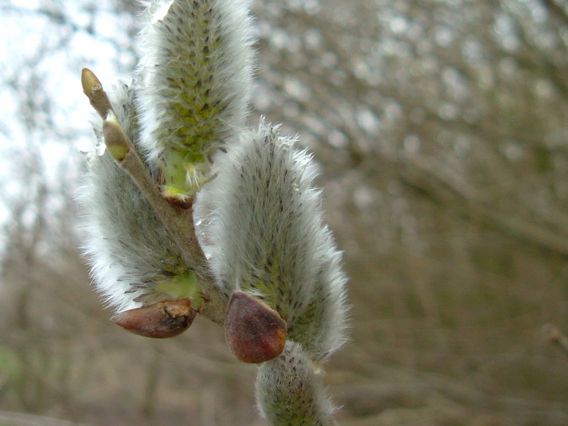 Salix 3